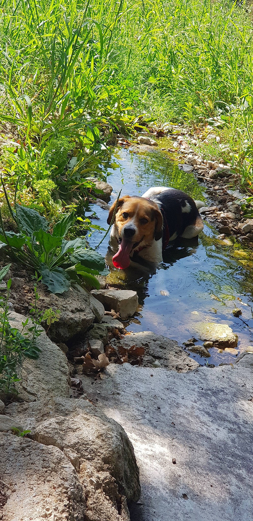 Milka participe au concours pour gagner de l'argent avec cette photo : adventure, beagle, canidae, carnivore, dog, dog_breed, dog_hiking, hiking, hound, hunting_dog, river, rock, shrub, sporting_group, stream, trail, walking, watercourse