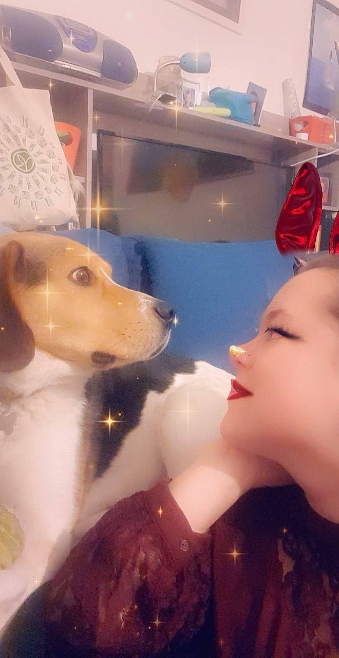 Milka a rejoint le concours — aidez-le/la à gagner de superbes lots ! canidae, carnivore, dog_breed, fawn, labrador_retriever, retriever, snout, sporting_group