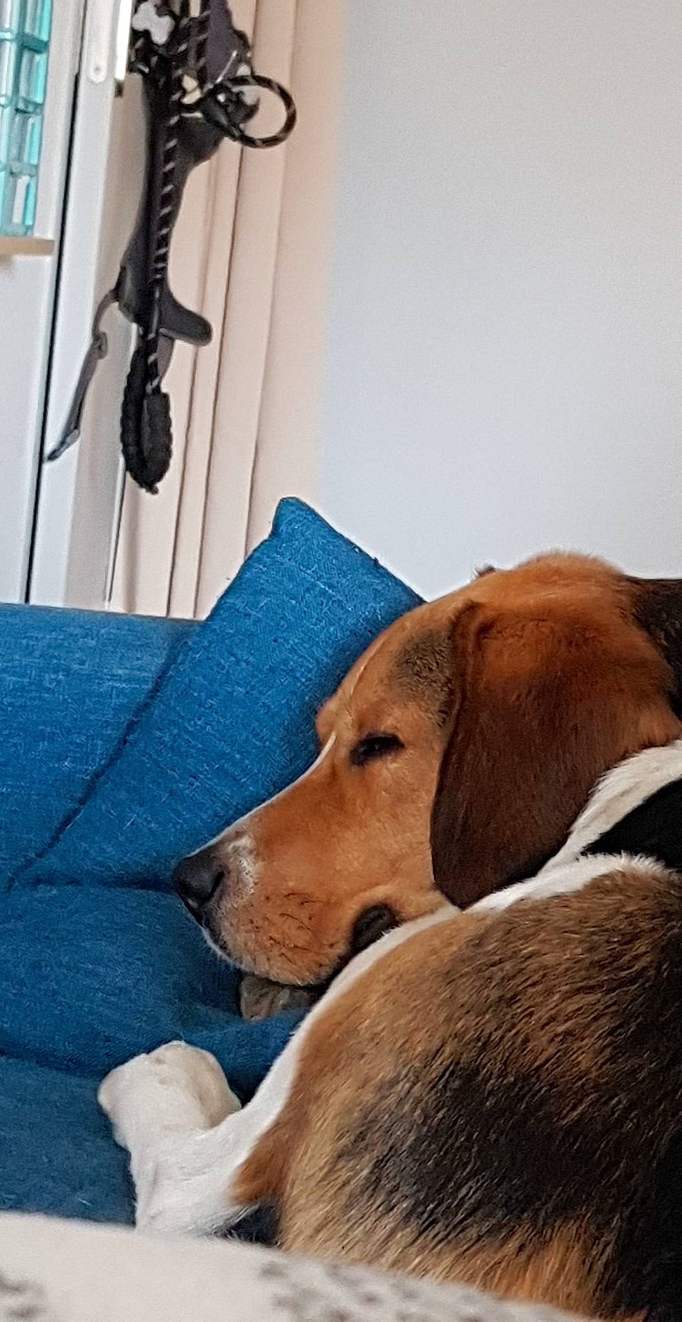 Milka a rejoint le concours — aidez-le/la à gagner de superbes lots ! canidae, carnivore, companion_dog, coonhound, dog, dog_breed, harrier, mammal, snout, sporting_group