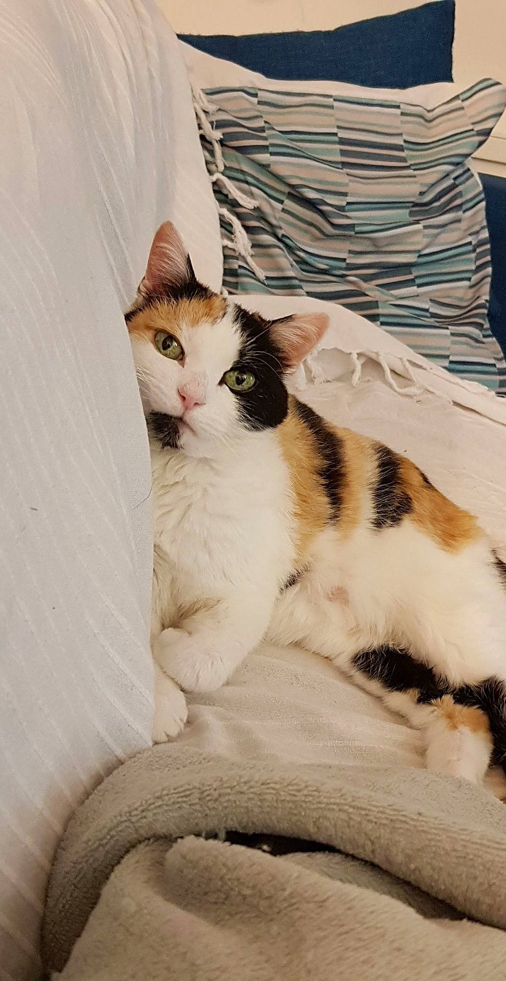 Bonnie a rejoint le concours — aidez-le/la à gagner de superbes lots ! aegean_cat, american_wirehair, asian, carnivore, cat, domestic_short_haired_cat, ear, european_shorthair, eye, fawn, felidae, fur, kitten, mammal, paw, polydactyl_cat, small_to_medium_sized_cats, tail, turkish_van, whiskers