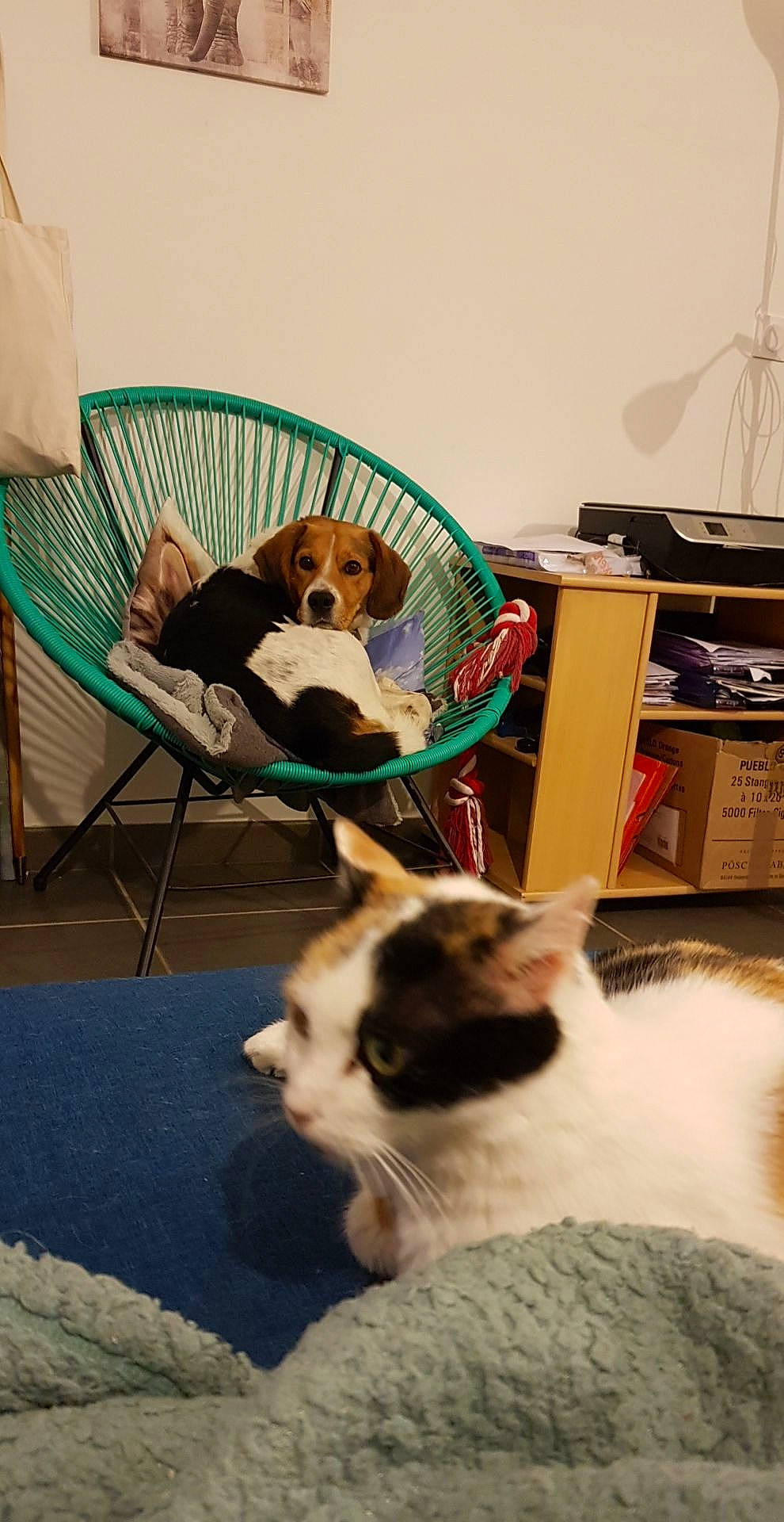 Bonnie a rejoint le concours — aidez-le/la à gagner de superbes lots ! canidae, carnivore, cat, companion_dog, dog, dog_breed, felidae, play, puppy, small_to_medium_sized_cats, sporting_group, whiskers