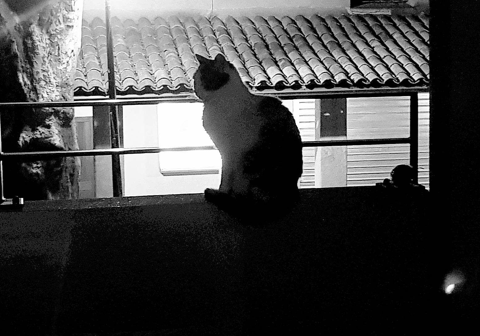 Bonnie a rejoint le concours — aidez-le/la à gagner de superbes lots ! architecture, black, black_and_white, cat, darkness, felidae, house, monochrome, monochrome_photography, photography, room, shadow, small_to_medium_sized_cats, snapshot, standing, stock_photography, style, whiskers, white, window