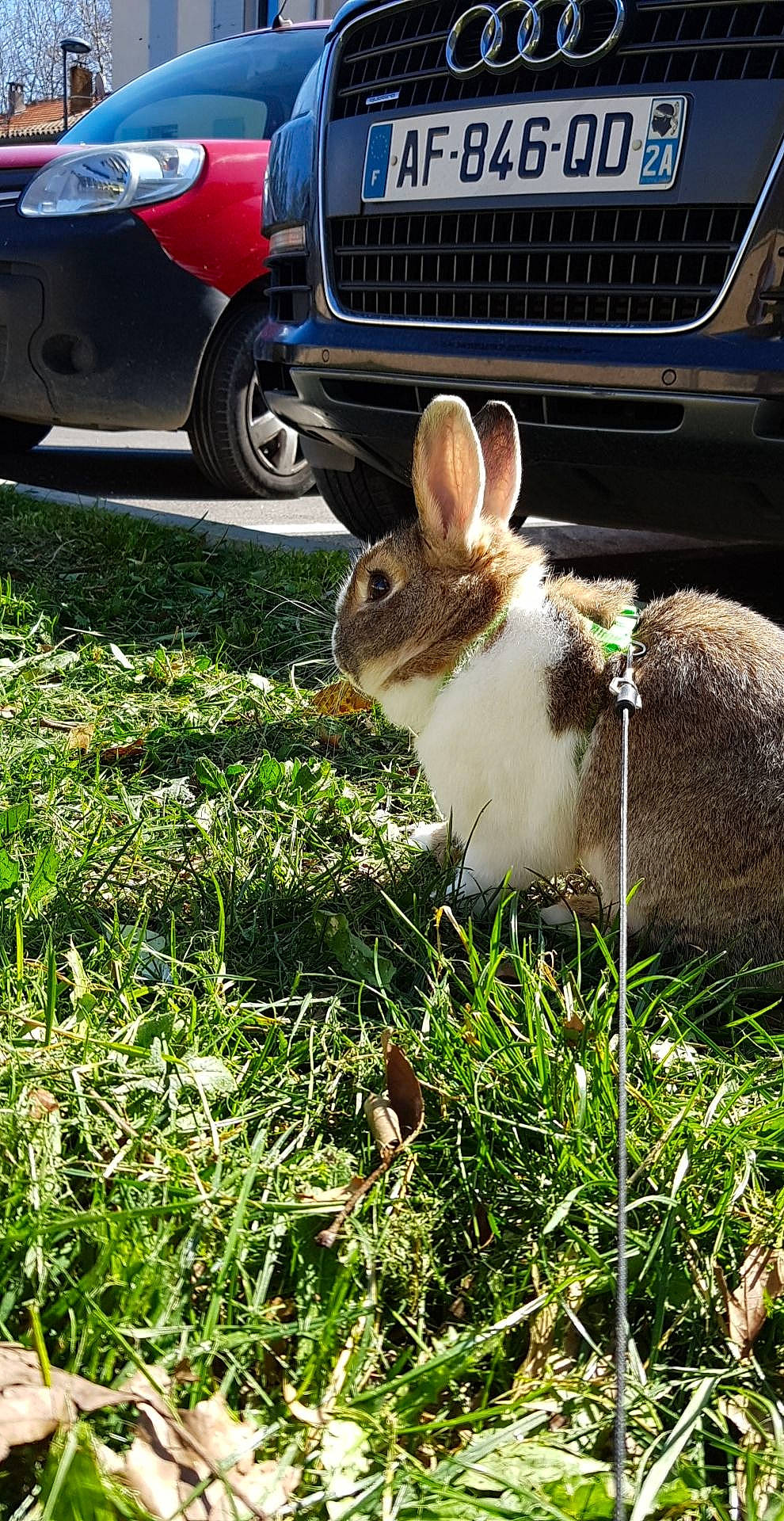 Malo participe au concours pour gagner de l'argent avec cette photo : car, domestic_rabbit, fawn, grass, hare, plant, rabbit, rabbits_and_hares, vehicle, whiskers, wildlife, wood_rabbit