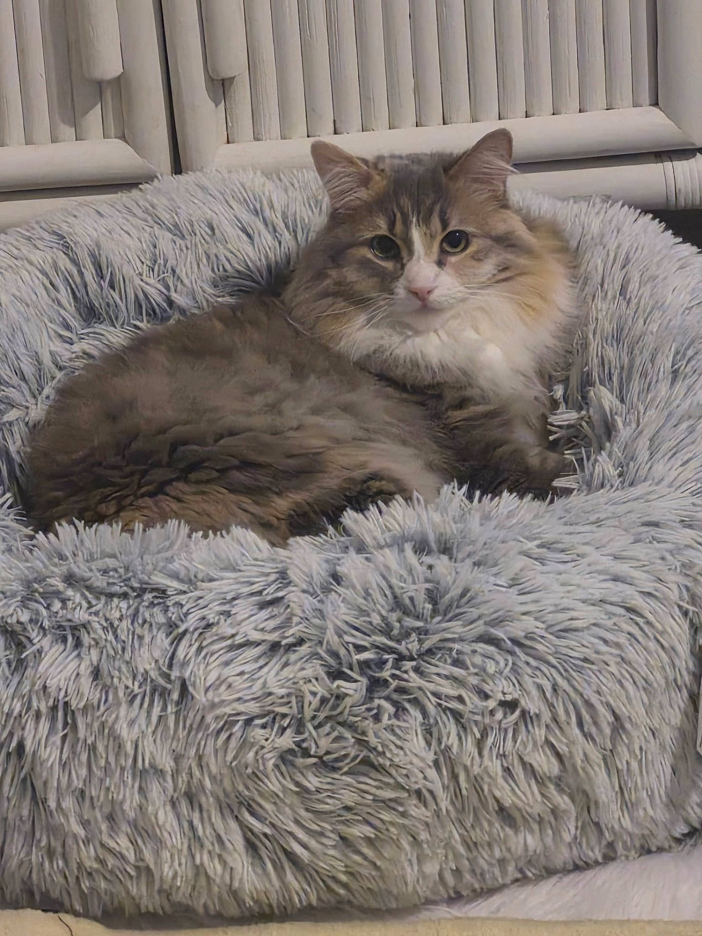 Aurora is registered to the contest to win money with this photo: animal, brown, cat, closeup, cozy, ears, fluffy, fur, gray, home, indoors, long_hair, pet, pet_bed, portrait, relaxed, sitting, sleeping_bed, whiskers, white