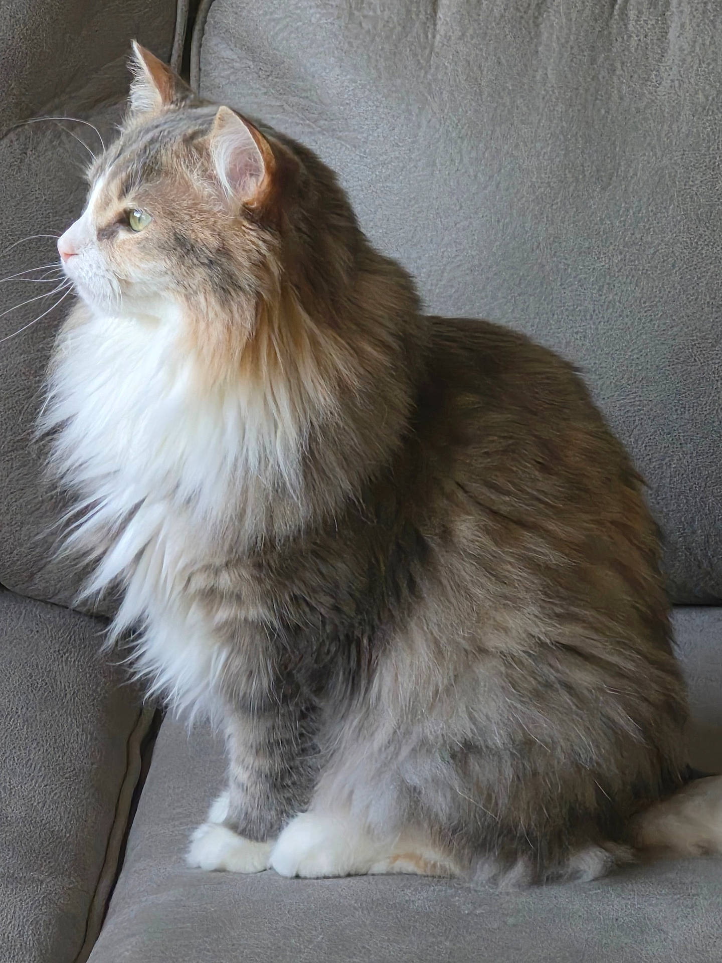 Aurora joined the competition — help win amazing prizes! animal, cat, couch, fluffy, furniture, gray_fur, green_eyes, home, indoors, longhaired_cat, pet, photography, pointed_ears, portrait, side_profile, sitting, soft_texture, tabby, whiskers, white_fur