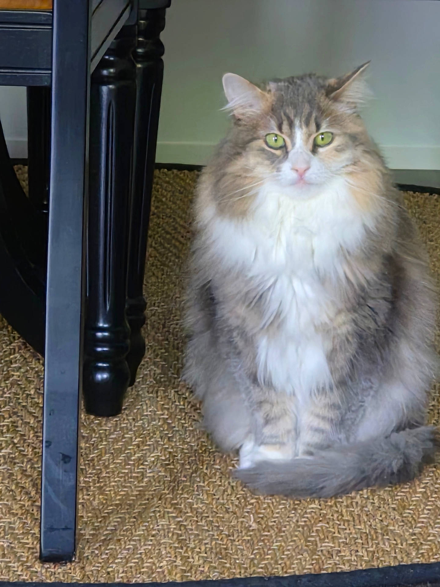 Aurora joined the competition — help win amazing prizes! animal, carpet, cat, direct_gaze, ears, fluffy_cat, furniture, gray_fur, green_eyes, home, indoors, long_hair, pet, portrait, sitting, table, table_leg, tail, whiskers, white_chest