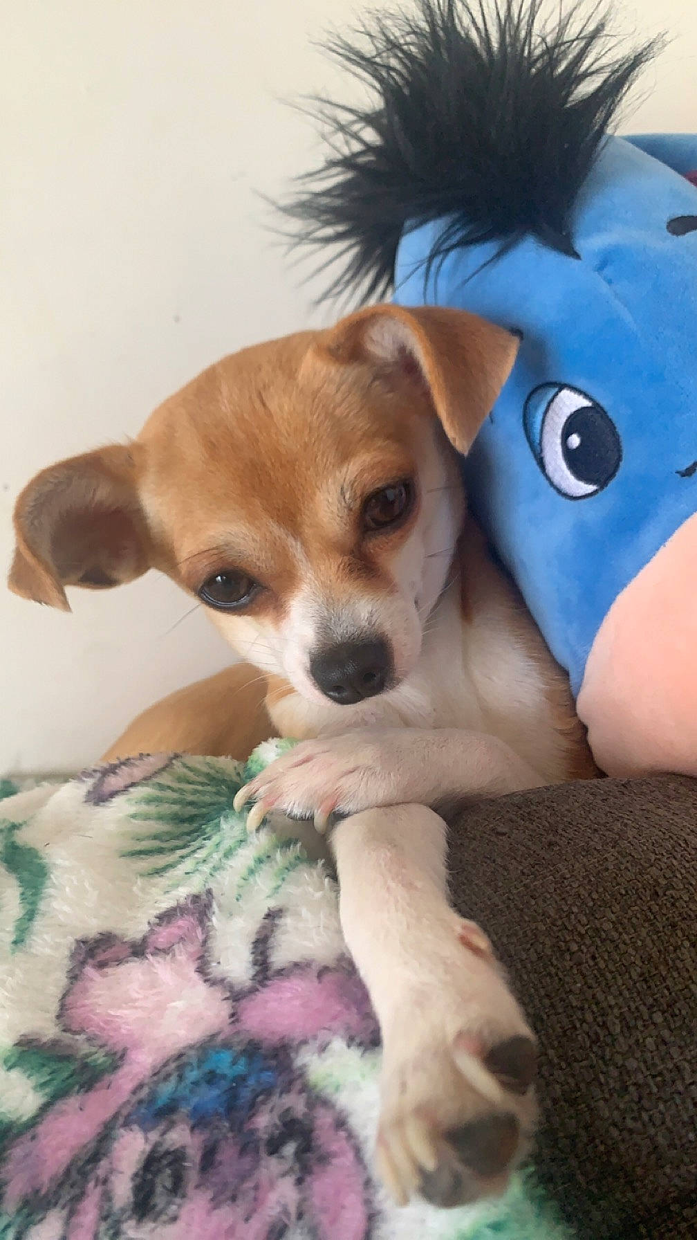 Oanah a rejoint le concours — aidez-le/la à gagner de superbes lots ! canidae, carnivore, chihuahua, comfort, companion_dog, corgi_chihuahua, dog, dog_breed, dog_supply, fawn, fur, plush, puppy, puppy_love, snout, sporting_group, stuffed_toy, toy, toy_dog, whiskers