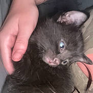 Salem joined the competition — help win amazing prizes! kitten, cat, black_cat, pet, animal, hand, sleepy, cozy, indoor, close_up, furry, cute, resting, young, domestic_animal, fur, comfort, bed, blanket, person