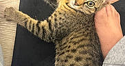 Mr. Pickles joined the competition — help win amazing prizes! kitten, tabby, cat, pet, animal, fur, whiskers, paw, floor, mat, foot, human, grey_sweatpants, indoor, cute, relaxed, looking, closeup, striped, young