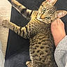 Mr. Pickles joined the competition — help win amazing prizes! kitten, tabby, cat, pet, animal, fur, whiskers, paw, floor, mat, foot, human, grey_sweatpants, indoor, cute, relaxed, looking, closeup, striped, young