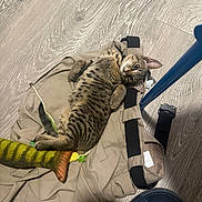 Mr. Pickles is registered to the contest to win money with this photo: kitten, cat, tabby, spotted, toy, fish_toy, pants, clothing, floor, wood_floor, indoor, pet, feline, relaxed, curious, blue_slide, puma, black_strap, casual, playful