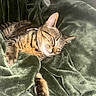 Mr. Pickles is registered to the contest to win money with this photo: cat, tabby_cat, sleeping, blanket, green_blanket, cozy, pet, feline, fur, whiskers, ears, paw, resting, indoor, comfort, domestic_animal, soft_texture, relaxation, cute, animal
