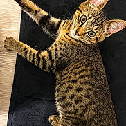 Mr. Pickles is registered to the contest to win money with this photo: cat, tabby, spotted, animal, pet, feline, lying_down, black_mat, wooden_floor, alert, ears, whiskers, fur, close_up, indoor, looking_up, cute, domestic_cat, young_cat, relaxed