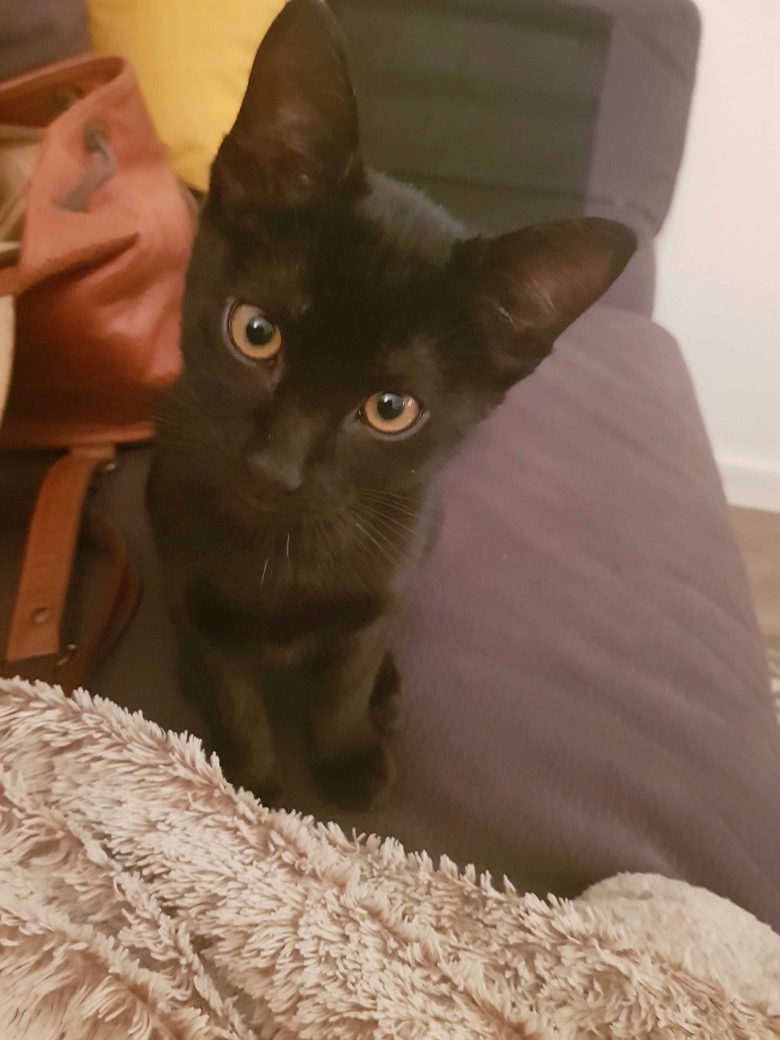 Charbon a rejoint le concours — aidez-le/la à gagner de superbes lots ! asian, black_cat, burmese, carnivore, cat, chartreux, domestic_short_haired_cat, felidae, german_rex, havana_brown, kitten, korat, mammal, nebelung, oriental_shorthair, russian_blue, small_to_medium_sized_cats, snout, vertebrate, whiskers