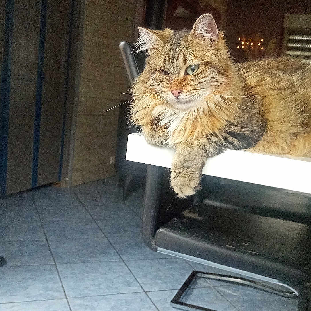 Pirate participe au concours pour gagner de l'argent avec cette photo : cat, tabby, fluffy, long_hair, golden, pet, animal, face, whiskers, ears, paws, lying_down, lounging, chair, indoor, home, dining_room, tile_floor, plant, portrait