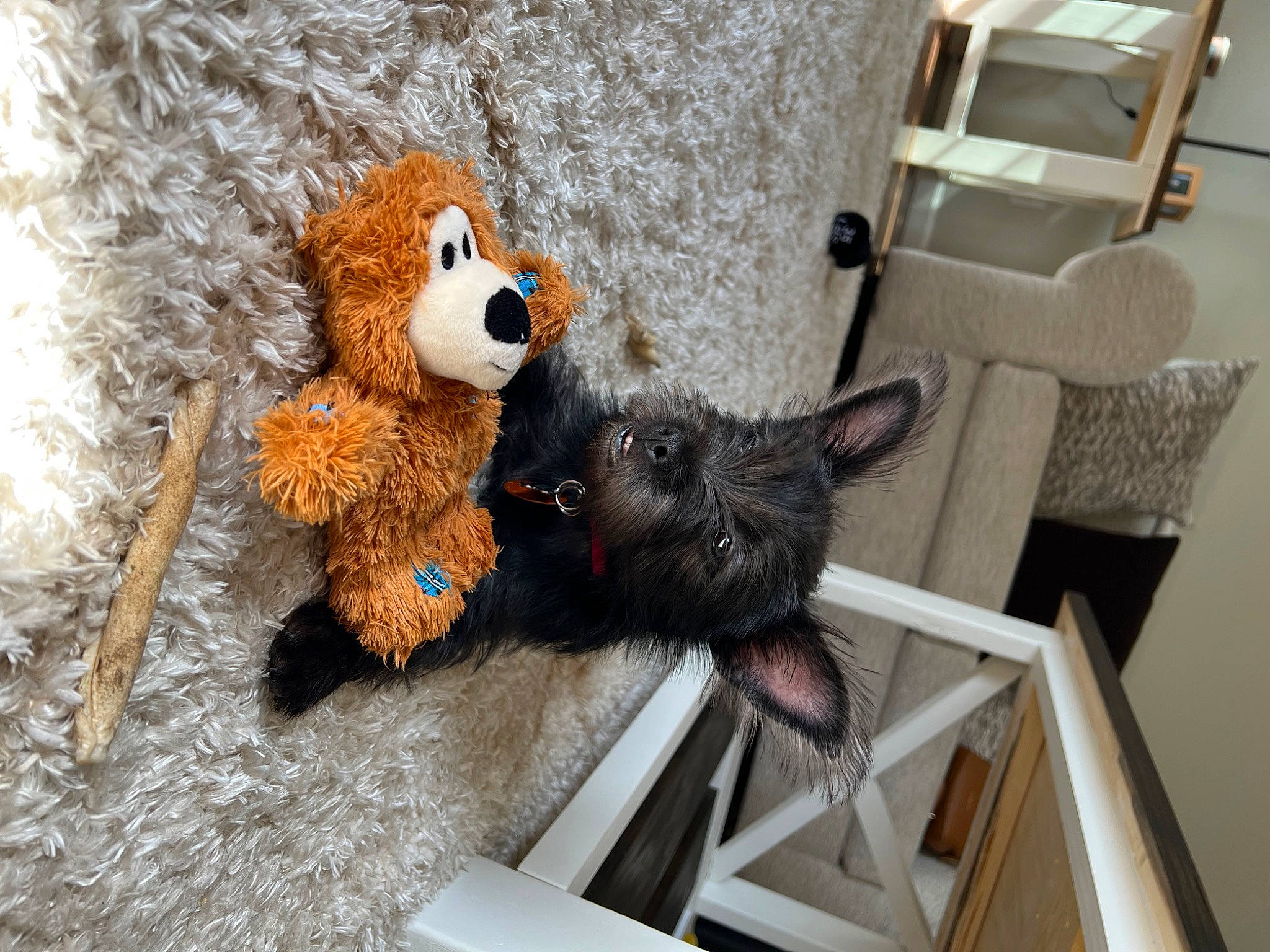 Mia is registered to the contest to win money with this photo: art, canidae, chair, comfort, fawn, flooring, fur, furniture, hardwood, hat, metal, plush, room, shelf, stuffed_toy, teddy_bear, terrestrial_animal, toy, twig, wood