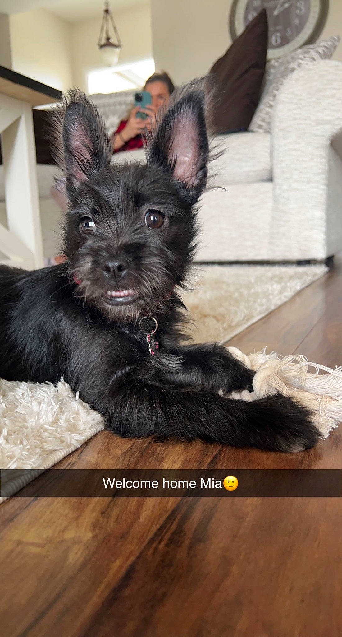 Mia joined the competition — help win amazing prizes! canidae, carnivore, comfort, companion_dog, couch, dog, dog_breed, dog_supply, ear, fur, hardwood, liver, small_terrier, snout, sporting_group, toy_dog, wood, wood_flooring, wood_stain, working_animal