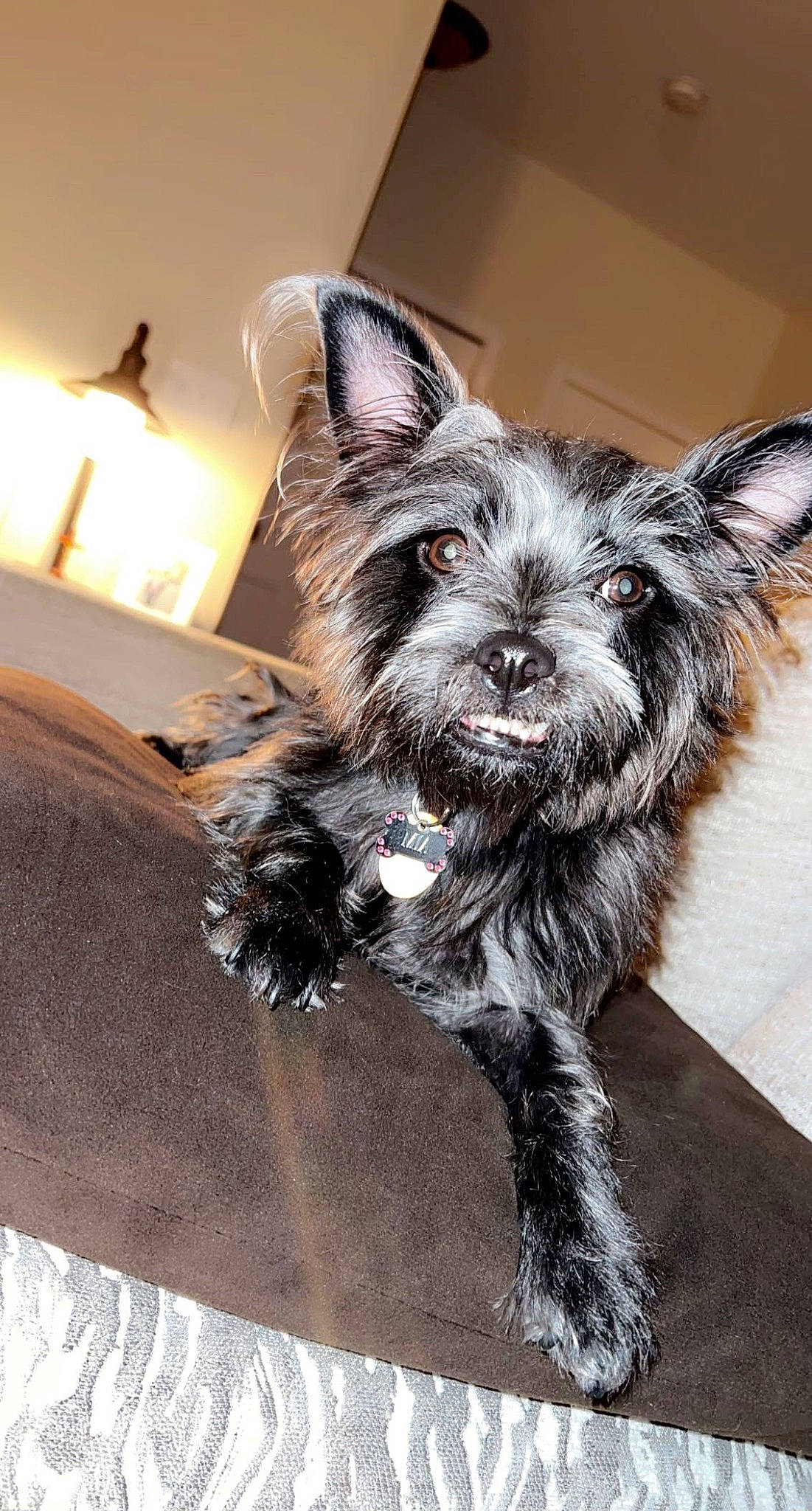 Mia joined the competition — help win amazing prizes! canidae, carnivore, comfort, companion_dog, dog, dog_breed, dog_supply, fur, liver, non_sporting_group, small_terrier, snout, sporting_group, toy_dog, water_dog, whiskers, working_animal, yorkipoo