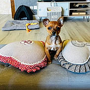 Biscotte participe au concours pour gagner de l'argent avec cette photo : alert, basket, brown_dog, cabinet, couch, cozy, cute, decorative_pillows, dog, dog_bed, furniture, home, indoor, living_room, pet, pillows, puppy, small_dog, wood_floor, young_dog