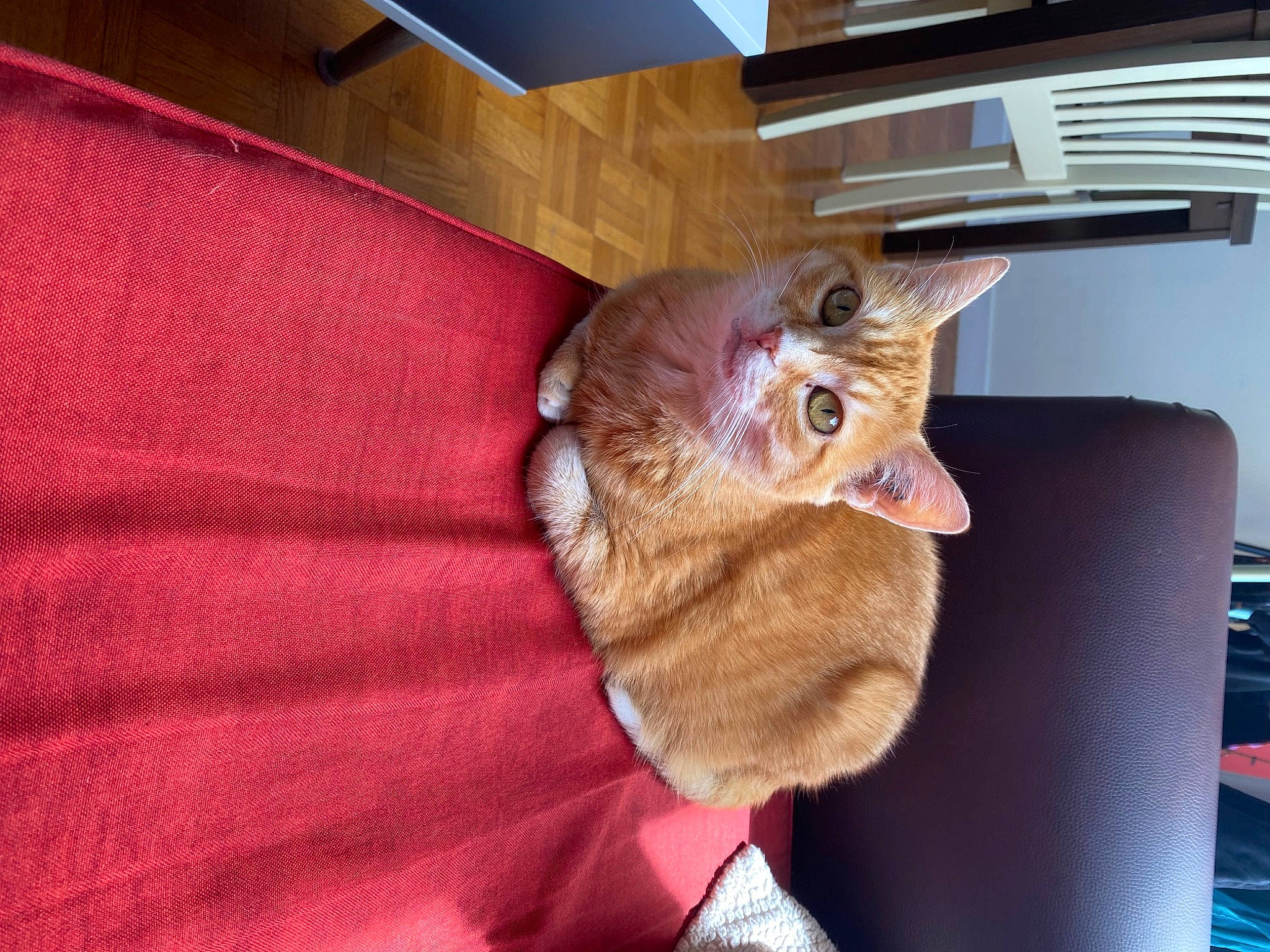 Bloom participe au concours pour gagner de l'argent avec cette photo : canidae, carnivore, cat, claw, comfort, couch, domestic_short_haired_cat, fawn, felidae, fur, hardwood, linens, paw, room, small_to_medium_sized_cats, snout, sporting_group, tail, whiskers, wood