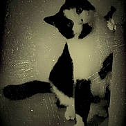 Oréo a rejoint le concours — aidez-le/la à gagner de superbes lots ! abyssinian, animal, architecture, art, blackcat, bodypart, building, canine, cat, dog, husky, kitten, manx, mouth, painting, person, pet, siamese, silhouette, stencil