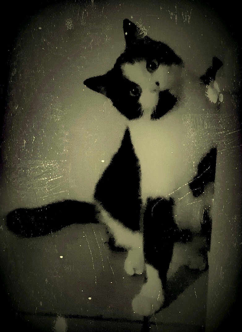 Oréo a rejoint le concours — aidez-le/la à gagner de superbes lots ! abyssinian, animal, architecture, art, blackcat, bodypart, building, canine, cat, dog, husky, kitten, manx, mouth, painting, person, pet, siamese, silhouette, stencil