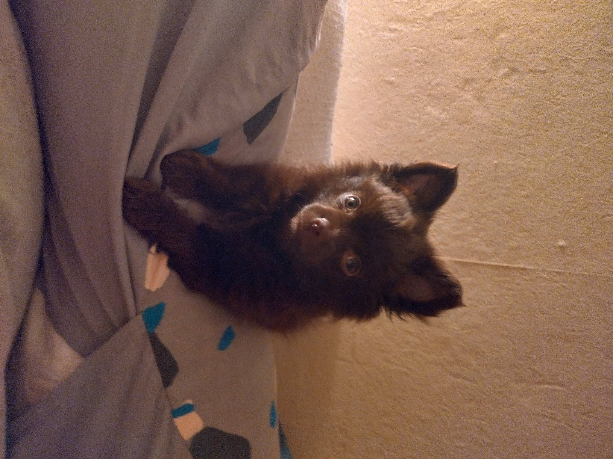 Tanya a rejoint le concours — aidez-le/la à gagner de superbes lots ! black_cat, canidae, carnivore, cat, claw, comfort, dog_breed, domestic_short_haired_cat, ear, fawn, felidae, flooring, fur, grey, paw, small_to_medium_sized_cats, snout, tail, terrestrial_animal, whiskers