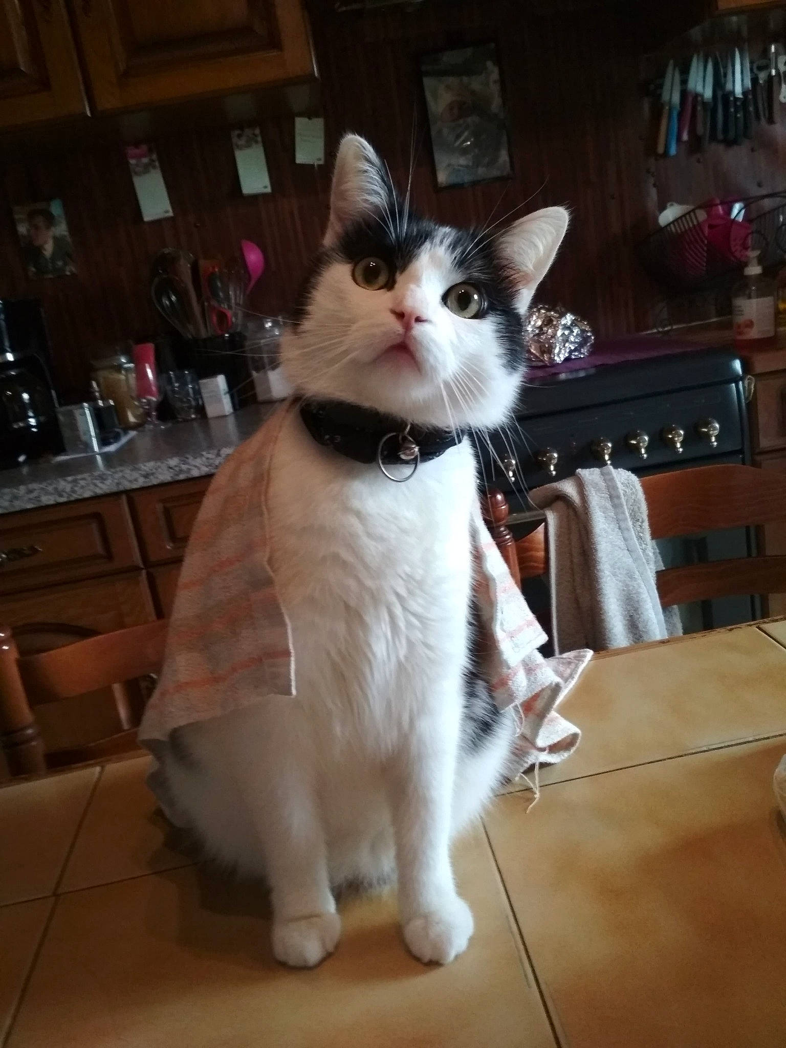 Kinoa participe au concours pour gagner de l'argent avec cette photo : aegean_cat, american_curl, american_wirehair, asian, carnivore, cat, domestic_short_haired_cat, fawn, felidae, fur, japanese_bobtail, kitten, norwegian_forest_cat, person, photo_caption, polydactyl_cat, small_to_medium_sized_cats, tail, turkish_angora, turkish_van