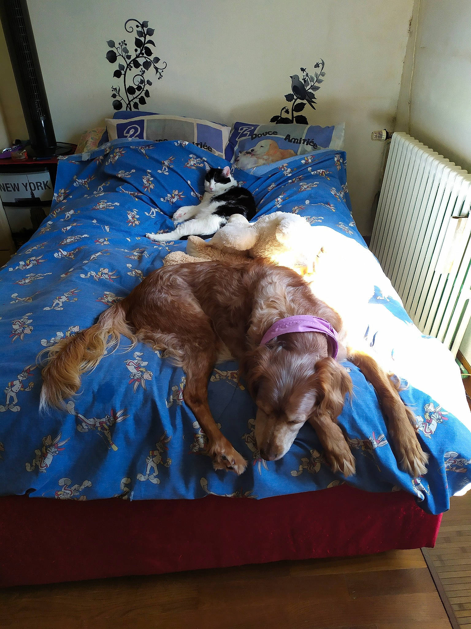 Echalotte participe au concours pour gagner de l'argent avec cette photo : bed, bed_sheet, canidae, carnivore, furniture, sporting_group