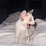 Saïko a rejoint le concours — aidez-le/la à gagner de superbes lots ! bed, bedding, bedroom, cat, close_up, dark_background, flash_photography, indoors, kitten, open_mouth, pet, pink_tongue, pointed_ears, portrait, rumpled_blanket, sitting, sleepy, whiskers, white_fur, yawning