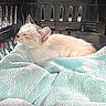 Saïko participe au concours pour gagner de l'argent avec cette photo : animal, blanket, cat, close_up, cozy, cream_colored, curled_up, feline, indoors, kitten, nap, pet_carrier, portrait, relaxed, resting, sleeping, sleepy, towel, transportation, white_fur