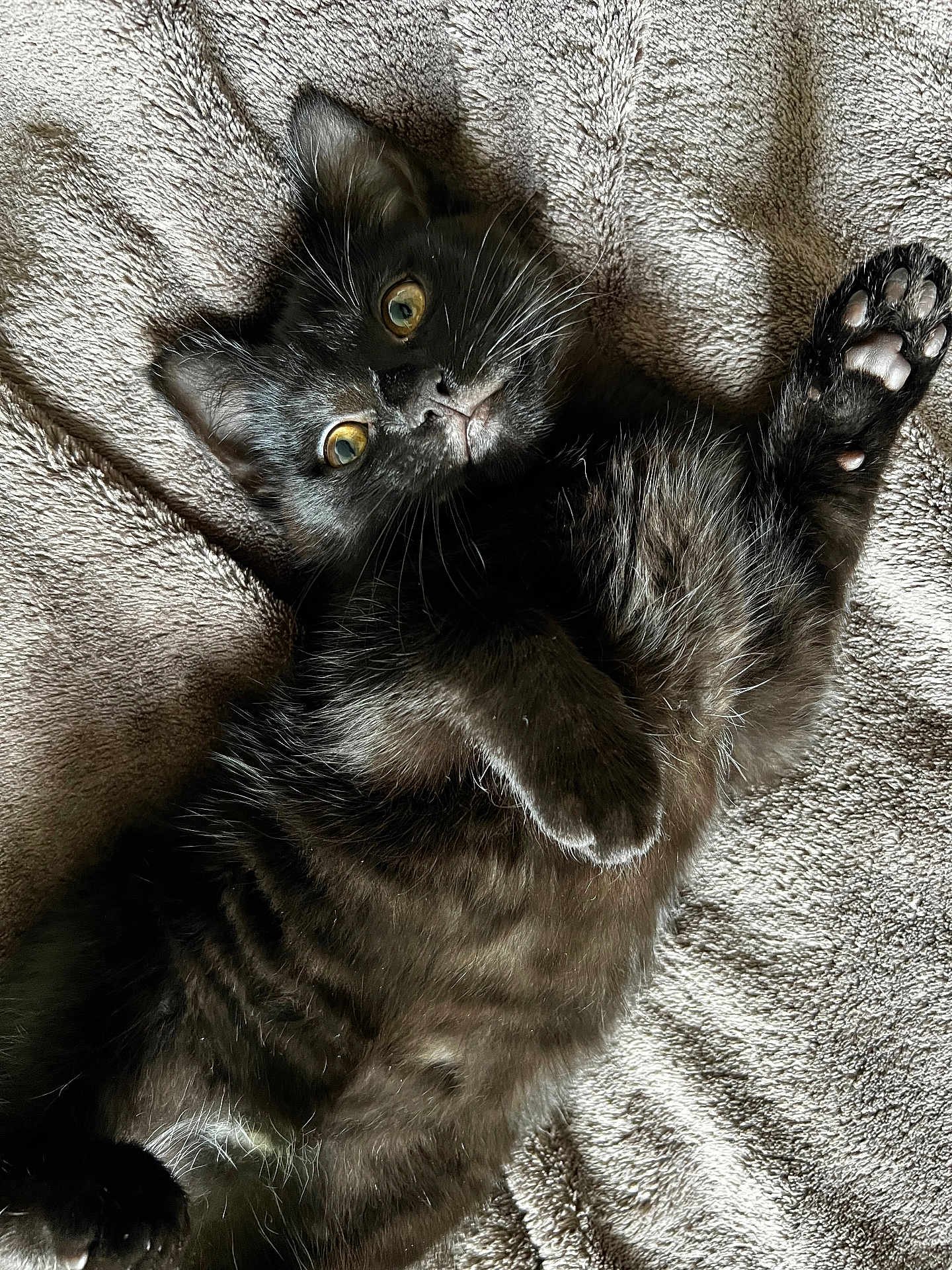 Sissi participe au concours pour gagner de l'argent avec cette photo : abyssinian, animal, blackcat, blanket, cat, kitten, manx, pet