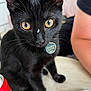 abyssinian, aluminium, animal, beverage, blackcat, can, cat, coke, computer, electronics, hardwood, kitten, laptop, manx, pc, person, pet, soda, tin, wood