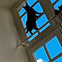 Sissi a rejoint le concours — aidez-le/la à gagner de superbes lots ! animal, architecture, building, cat, door, handrail, homedamage, indoors, interiordesign, pet, picturewindow, silhouette, skylight, window, window_broken