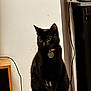 Sissi participe au concours pour gagner de l'argent avec cette photo : abyssinian, animal, blackcat, cat, egyptiancat, electronics, furniture, kitten, manx, pet, plywood, shelf, speaker, wood