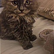 Roxy is registered to the contest to win money with this photo: animal, bed, blanket, cat, closeup, cozy, curious, cute, domestic, eyes, fur, furry, indoor, kitten, mammal, pet, small, soft, whiskers, young