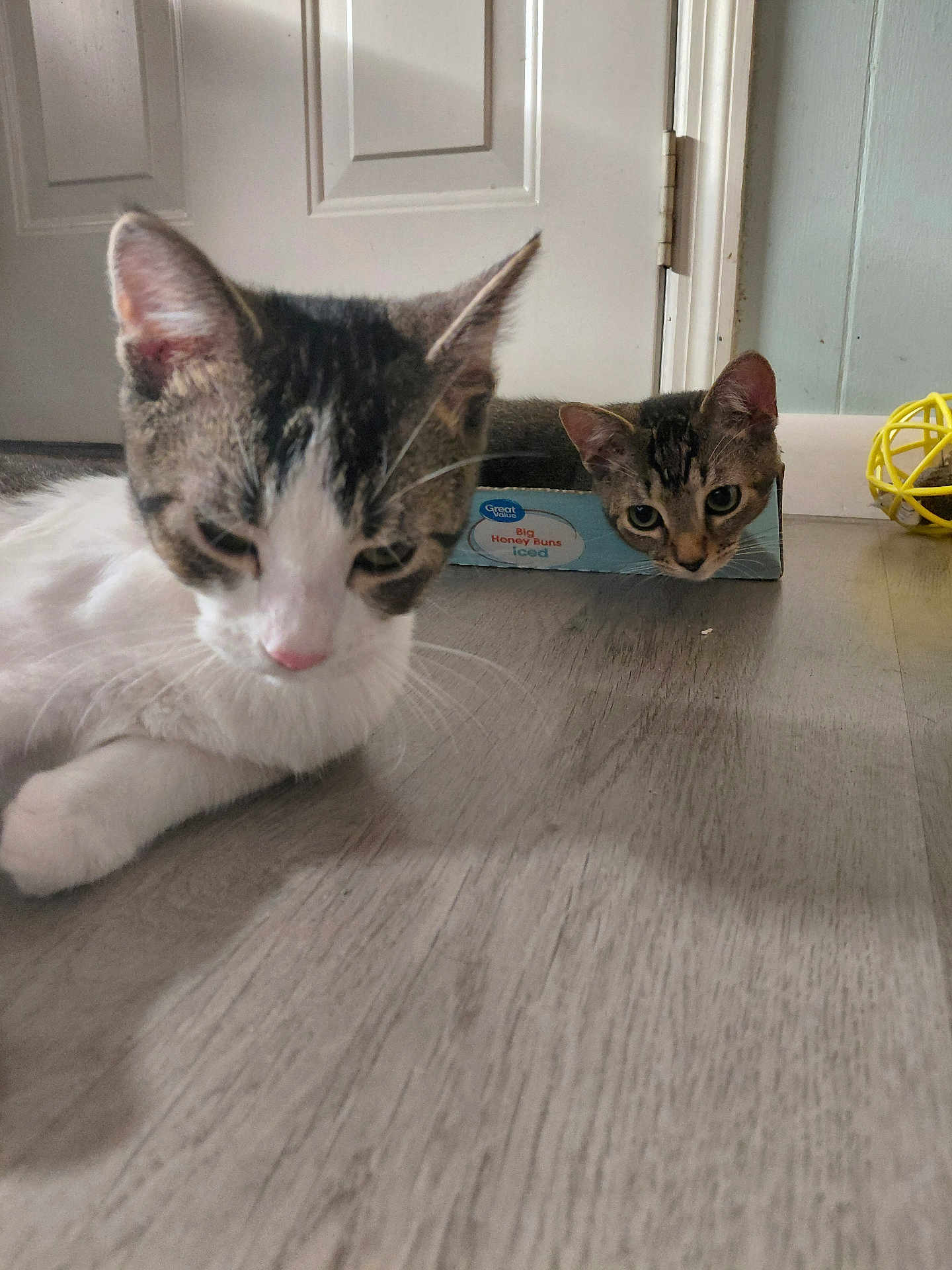 Niko And Steve joined the competition — help win amazing prizes! animal, box, cat, cats, closeup, curious, domestic, door, ears, feline, floor, home, indoor, nose, pet, playful, relaxed, tabby_cat, whiskers, wooden_floor