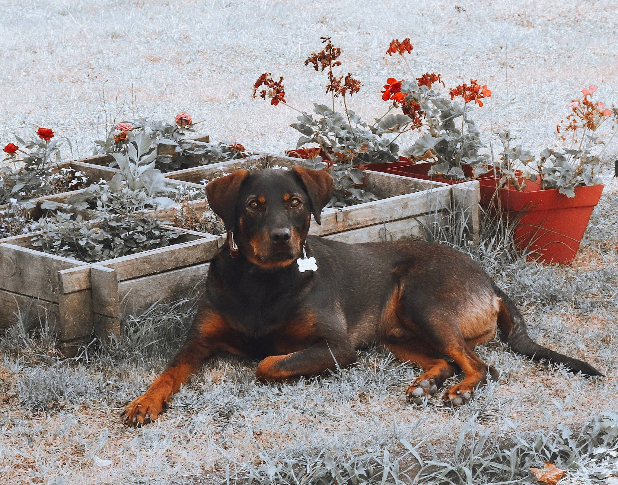 Isaac a rejoint le concours — aidez-le/la à gagner de superbes lots ! alpine_dachsbracke, austrian_black_and_tan_hound, canidae, carnivore, dog, dog_breed, hound, hunting_dog, liver, mammal, montenegrin_mountain_hound, polish_hunting_dog, sporting_group, transylvanian_hound, tyrolean_hound, vertebrate