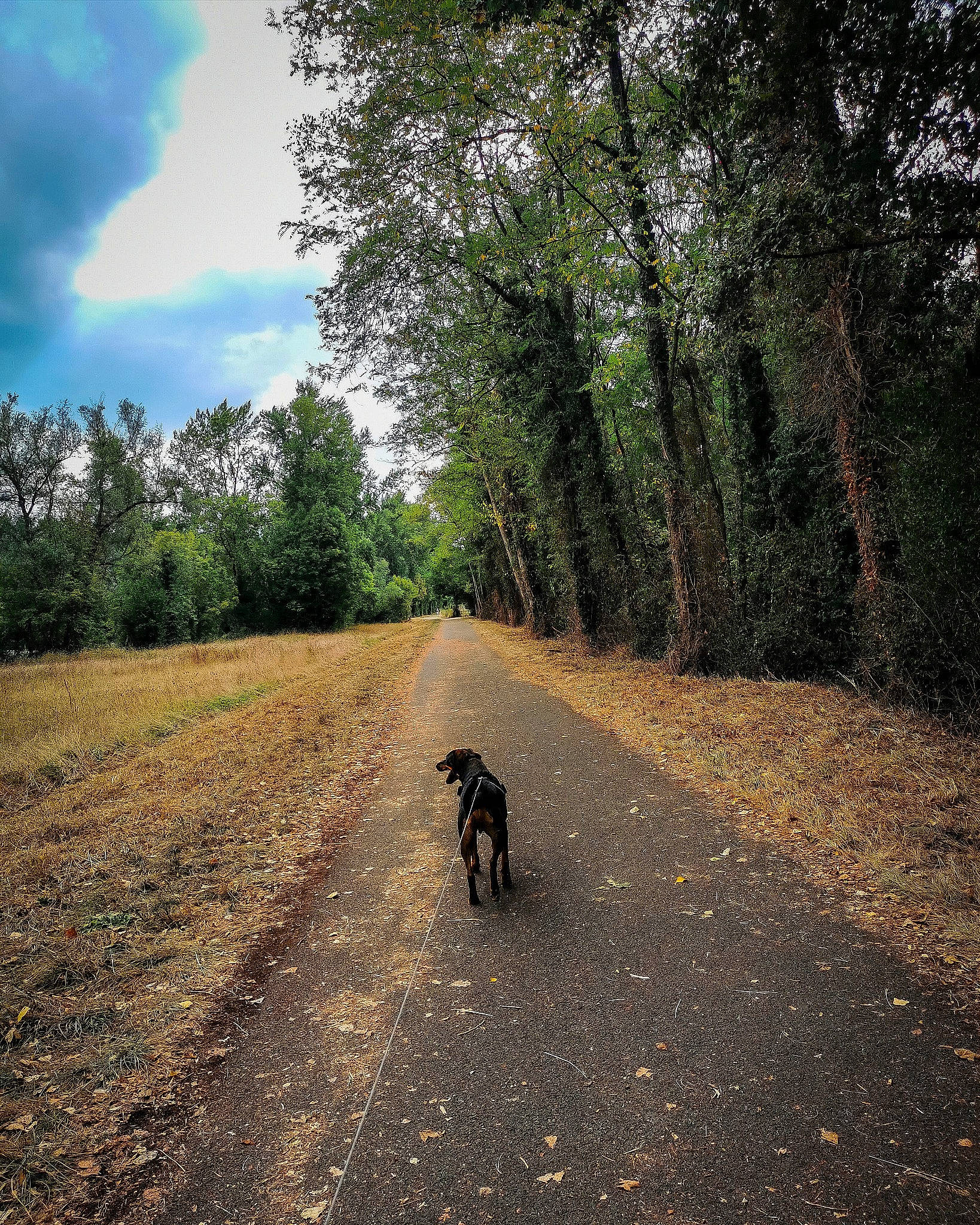 Isaac participe au concours pour gagner de l'argent avec cette photo : canidae, carnivore, dirt_road, dog, dog_walking, forest, infrastructure, labrador_retriever, leash, path, road, rural_area, shadow, sky, sporting_group, thoroughfare, trail, tree, vehicle, woody_plant