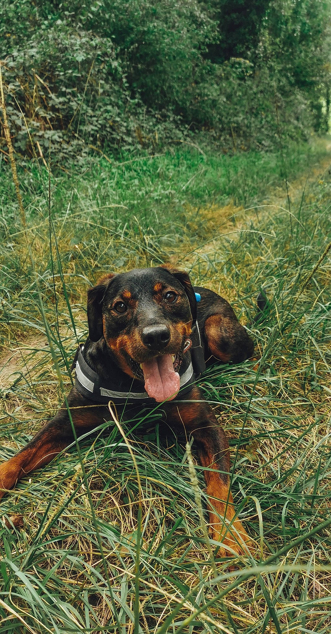 Isaac a rejoint le concours — aidez-le/la à gagner de superbes lots ! alpine_dachsbracke, austrian_black_and_tan_hound, canidae, carnivore, dog, dog_breed, hellenikos_ichnilatis, hound, huntaway, hunting_dog, lithuanian_hound, mammal, montenegrin_mountain_hound, polish_hunting_dog, rare_breed_dog, serbian_hound, smaland_hound, transylvanian_hound, tyrolean_hound, vertebrate