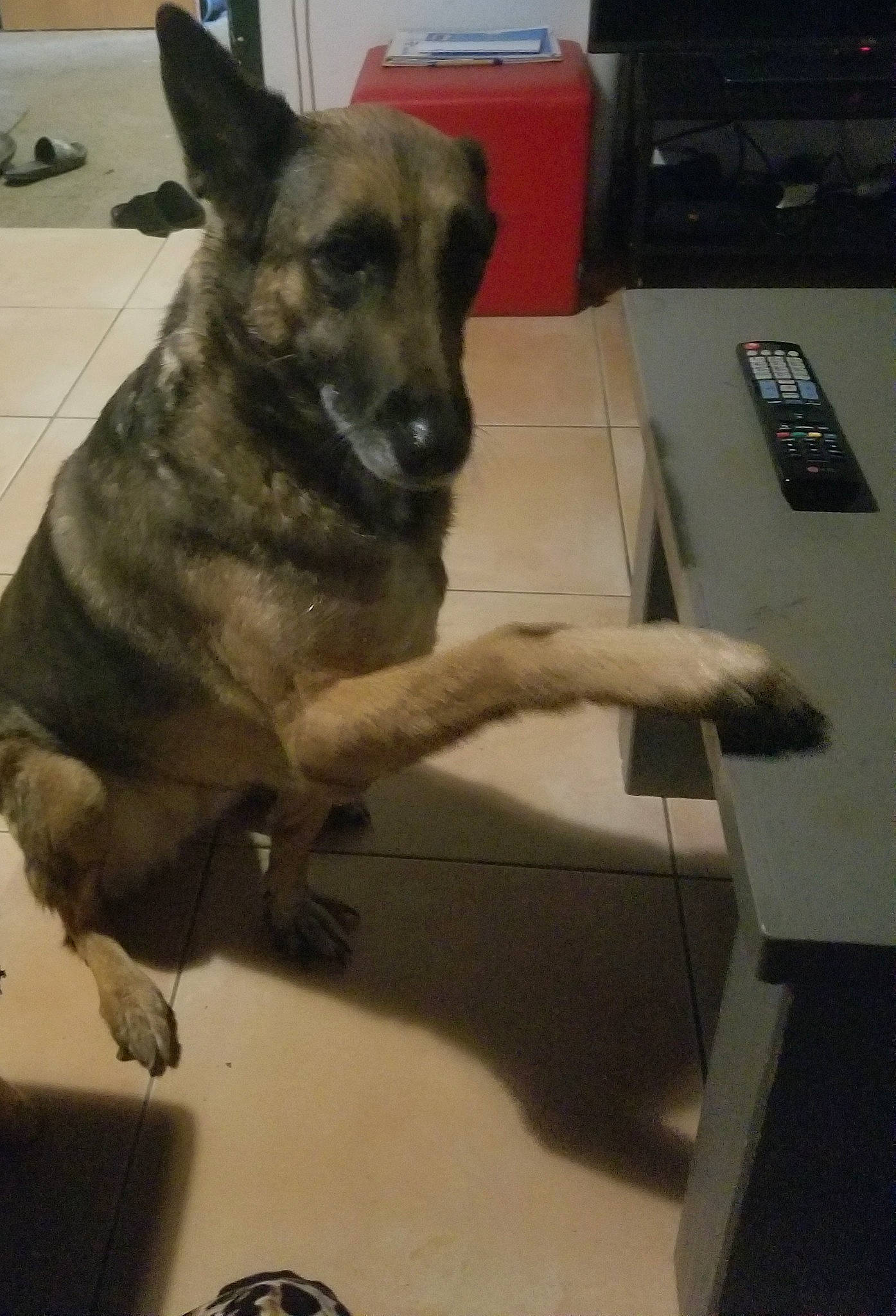 Ginka participe au concours pour gagner de l'argent avec cette photo : carnivore, companion_dog, corded_phone, desk, dog, dog_breed, east_european_shepherd, flooring, fur, german_shepherd_dog, guard_dog, herding_dog, king_shepherd, old_german_shepherd_dog, snout, sporting_group, telephone, whiskers, working_animal, working_dog