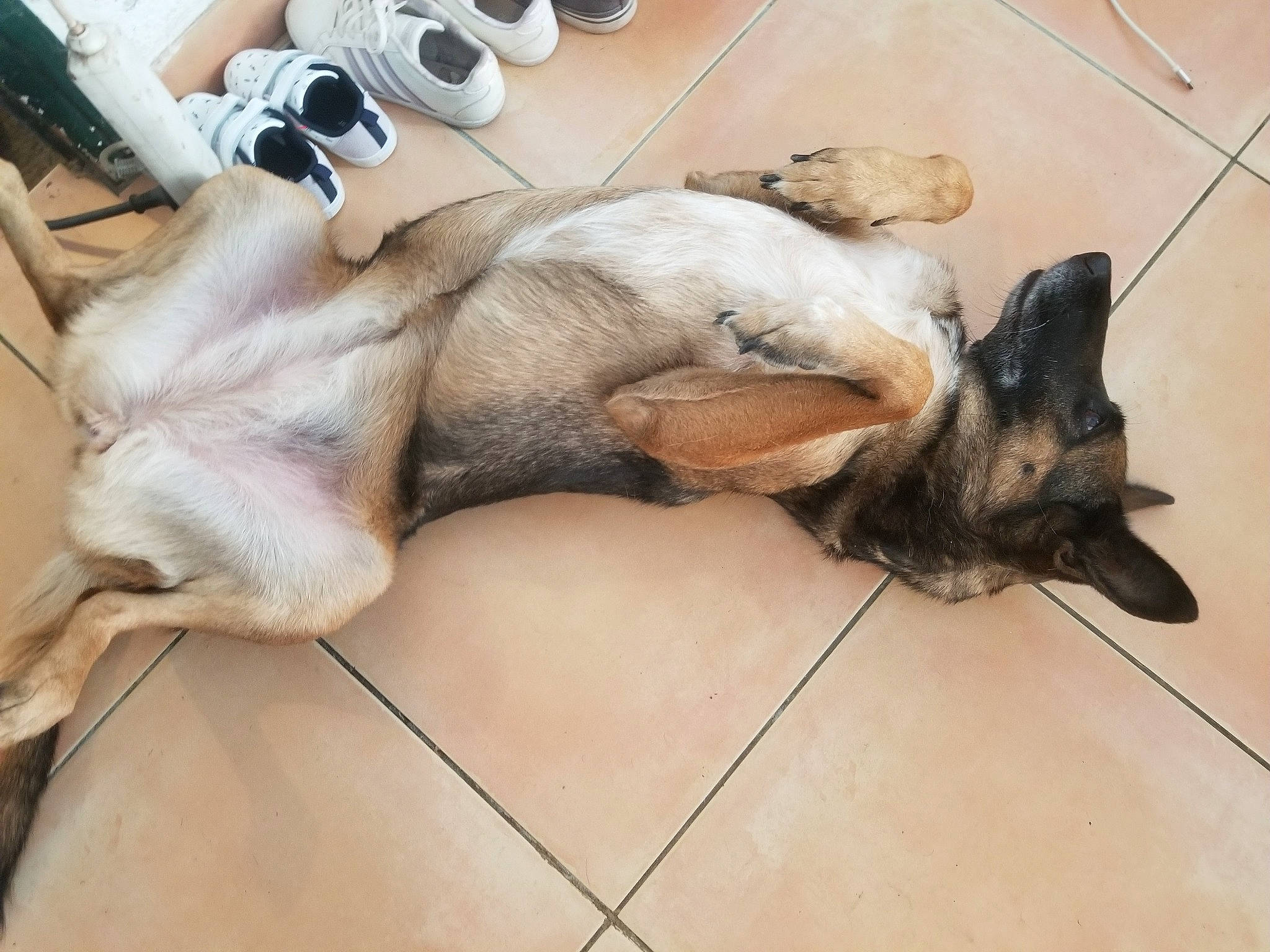 Ginka participe au concours pour gagner de l'argent avec cette photo : ball, carnivore, comfort, companion_dog, dog, dog_breed, dog_supply, fawn, felidae, flooring, fur, human_leg, paw, small_to_medium_sized_cats, snout, sporting_group, tail, whiskers, wood, working_animal