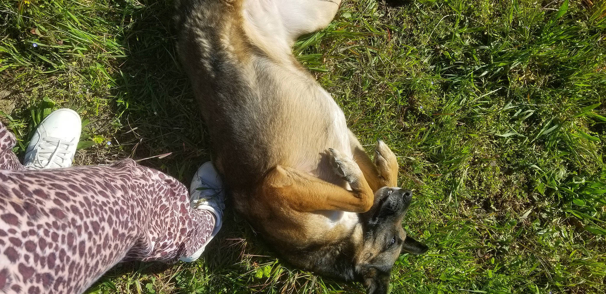 Ginka a rejoint le concours — aidez-le/la à gagner de superbes lots ! canidae, carnivore, dog_breed, fawn, fur, goat_antelope, goats, grass, grassland, grazing, groundcover, human_leg, livestock, marsupial, pasture, plant, snout, terrestrial_animal, whiskers, wildlife