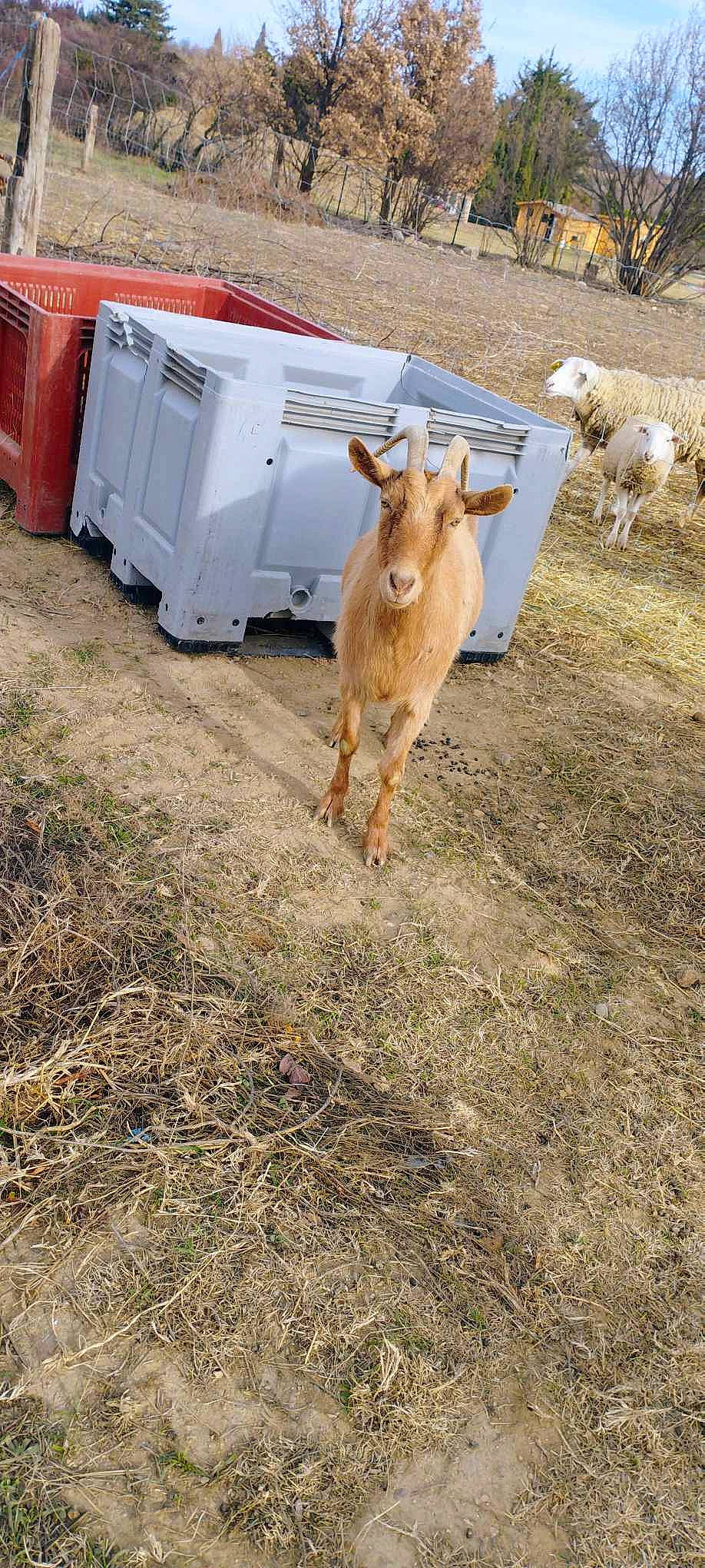 Bendo Et Niska a rejoint le concours — aidez-le/la à gagner de superbes lots ! bovine, fawn, goat, goats, grass, grassland, grazing, human_leg, landscape, livestock, pasture, rural_area, snout, soil, tail, terrestrial_animal, tire, wheel, wood, working_animal