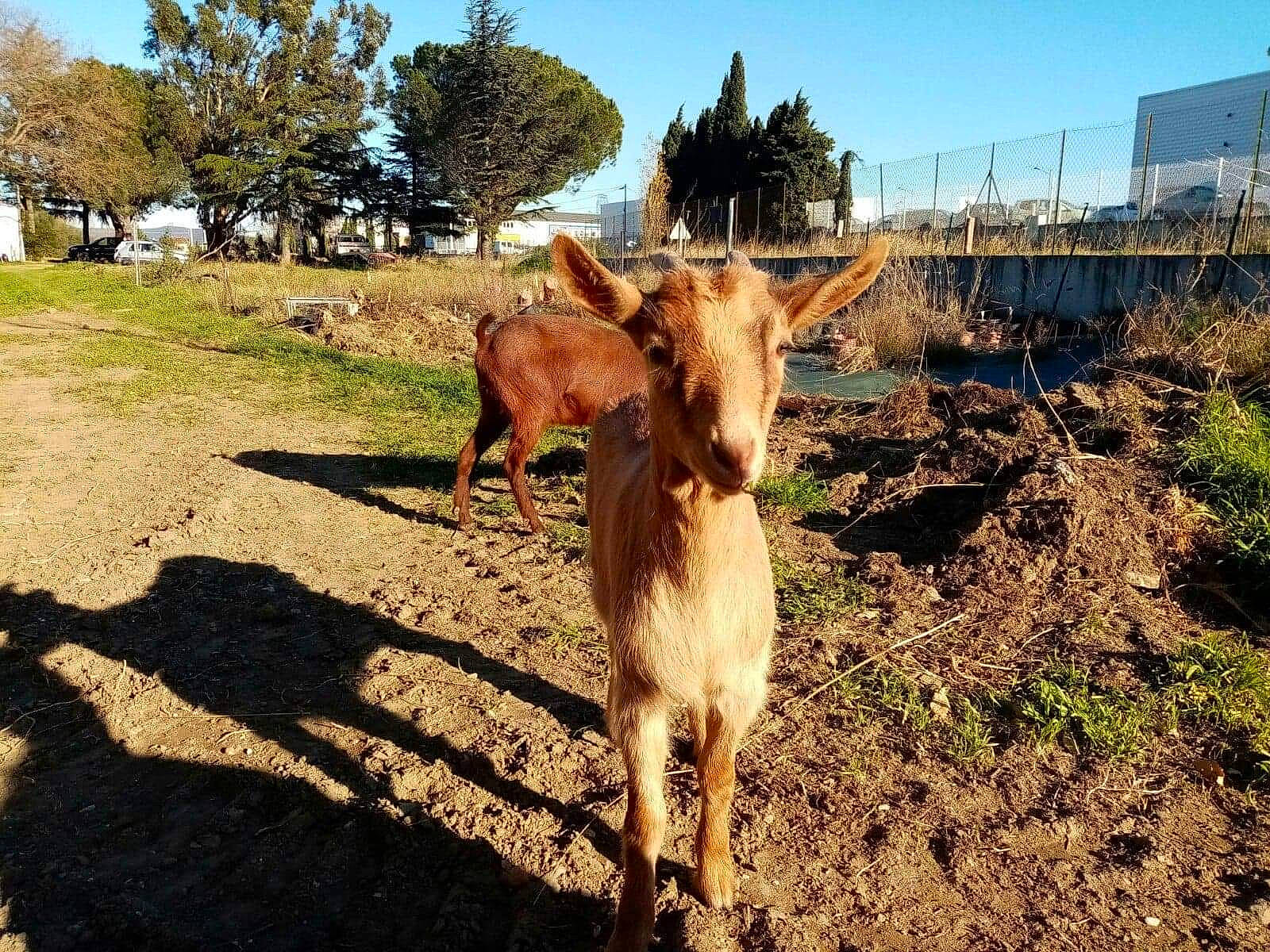 Bendo Et Niska participe au concours pour gagner de l'argent avec cette photo : bovine, cow_goat_family, farm, goats, livestock, pack_animal, pasture, plant, rural_area, sky, tree, wildlife, working_animal