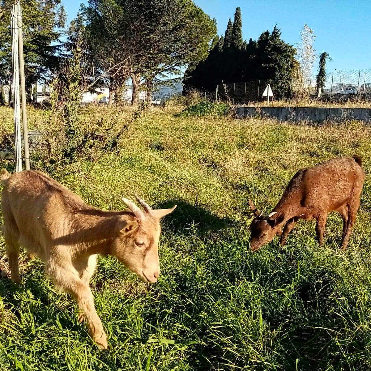 Bendo Et Niska