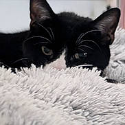 Hendrix is registered to the contest to win money with this photo: animal, black_and_white, blanket, cat, close_up, cozy, cute, ears, eyes, fluffy, fur, home, indoor, lying_down, pet, relaxed, resting, soft_texture, tuxedo_cat, whiskers