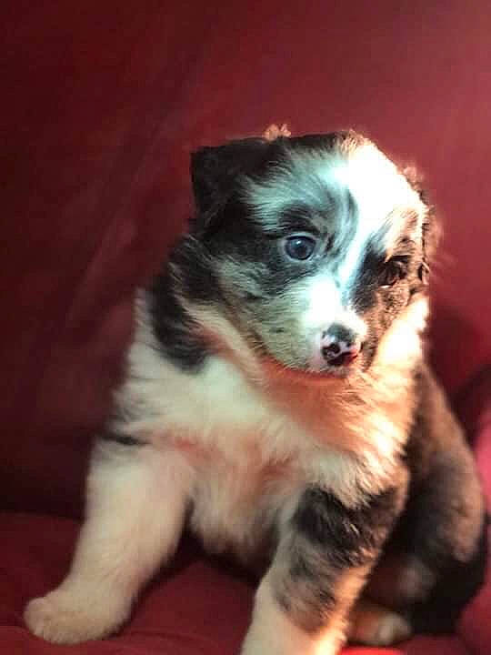 Ruby is registered to the contest to win money with this photo: art, australian_shepherd, border_collie, canidae, carnivore, companion_dog, dog, dog_breed, fur, herding_dog, snout, sporting_group, terrestrial_animal, toy_dog, whiskers, working_animal, working_dog