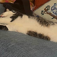 Nana is registered to the contest to win money with this photo: animal, blue_couch, cat, comfort, couch, cozy, cute, decorative_pillow, feline, fur, home, indoor, living_room, pet, pillow, relaxation, resting, sleeping, stretched_out, white_and_gray_cat