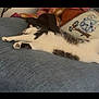 Nana is registered to the contest to win money with this photo: animal_design, blanket, blue_couch, cat, comfortable, couch, cozy, domestic_animal, feline, furniture, home_interior, indoor, pet, pillow, relaxed, resting, sleeping, soft_fur, stretching, white_and_gray